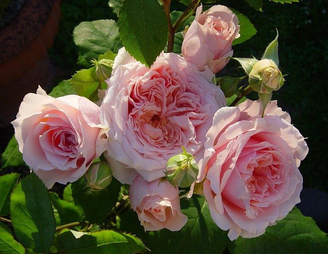 Роза кустовая Поль Бакюз